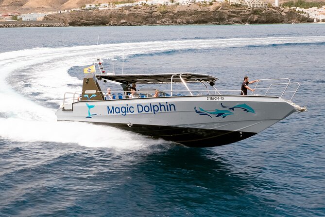 Morro Jable: 2 Hours Magic Dolphin & Whale watching with Drinks & Swim Stop. - Dolphins and whales close-up: what “good” looks like