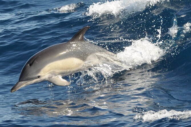 Morro Jable: 2 Hours Magic Dolphin & Whale watching with Drinks & Swim Stop. - Price and value: is $59.13 a fair deal?