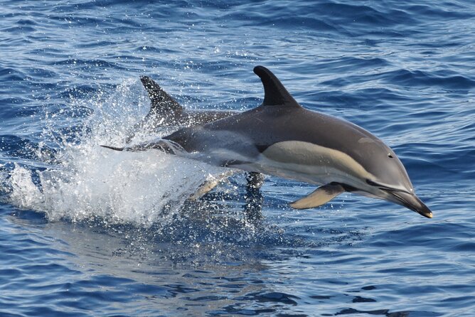 Morro Jable: 2 Hours Magic Dolphin & Whale watching with Drinks & Swim Stop. - Getting to the boat: pickup from Costa Calma, Esquinzo, and Jandía