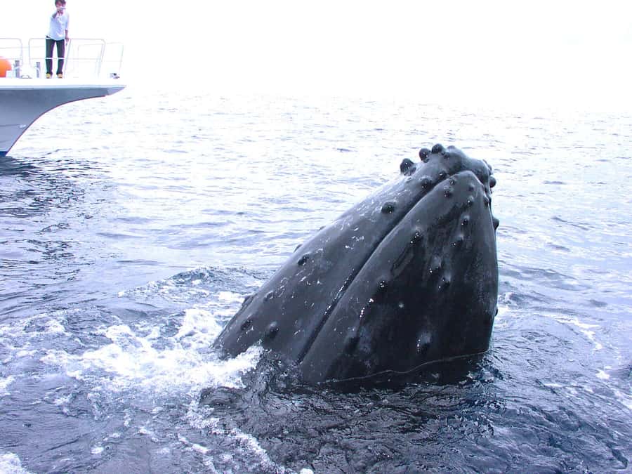 Naha:Kerama Island Experience Dive/Snorkeling/Whale Watching - A small-group Kerama day from Naha that hits the fun fast