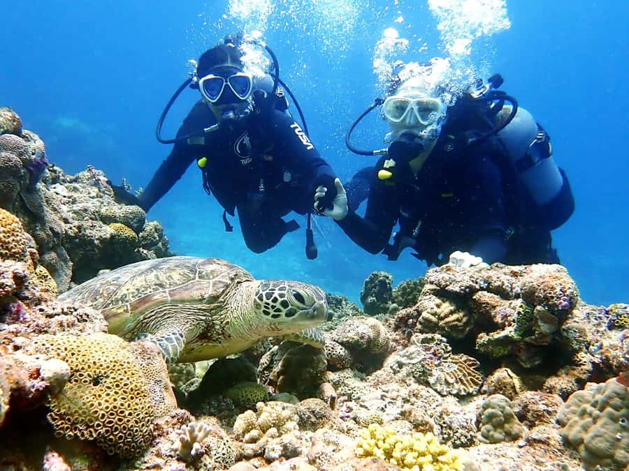 Naha:Kerama Island Experience Dive/Snorkeling/Whale Watching - Whale watching in winter: what to expect and how to keep expectations realistic