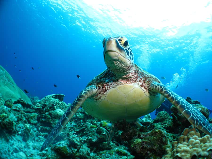 Naha:Kerama Island Experience Dive/Snorkeling/Whale Watching - The day’s flow stop by stop (and where things can go sideways)