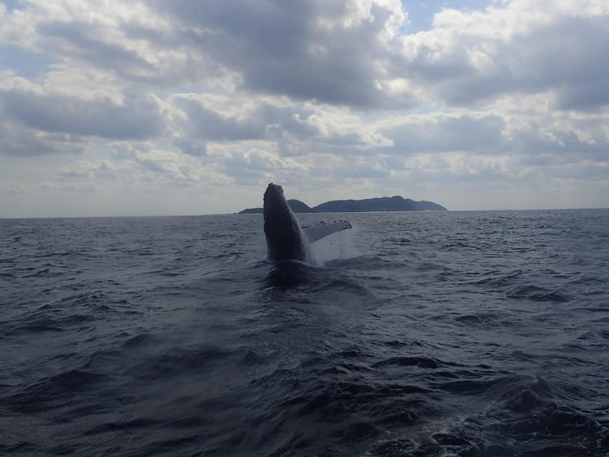 Naha:Kerama Island Experience Dive/Snorkeling/Whale Watching - Value for the money: why $104 can make sense here
