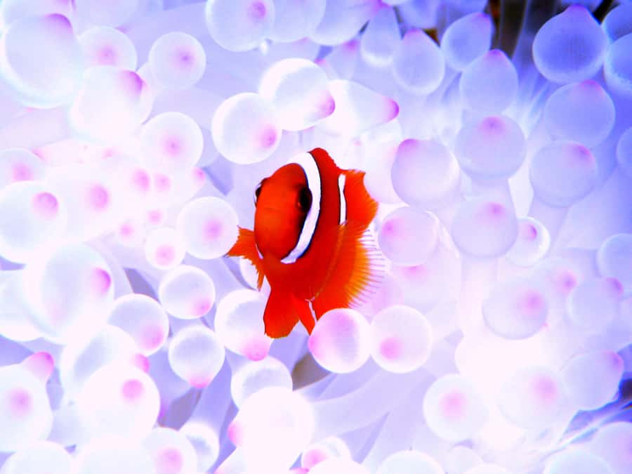 Naha:Kerama Island Experience Dive/Snorkeling/Whale Watching - Who should book this tour (and who should skip it)