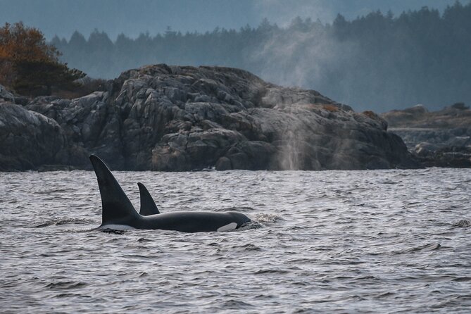 Nanaimo Whale Watching in a Semi-Covered Boat - Key highlights you’ll care about