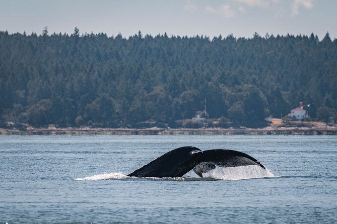 Nanaimo Whale Watching in a Semi-Covered Boat - First stop: meeting at Nanaimo’s Front Street