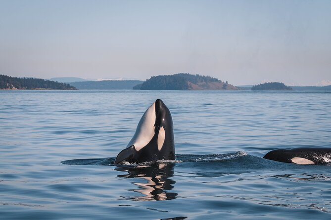Nanaimo Whale Watching in a Semi-Covered Boat - How the wildlife spotting actually works on the water
