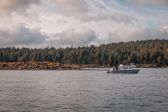Nanaimo Whale Watching in a Semi-Covered Boat - What you might see: humpbacks, orcas, and more