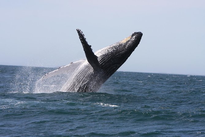 Newcastle Whale Watching Cruise - Key things that make this cruise worth your time