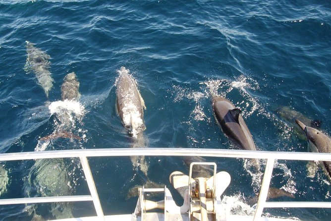Newcastle Whale Watching Cruise - The real draw: humpbacks off Newcastle, right where the action starts