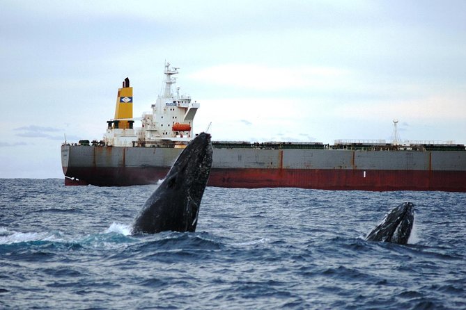 Newcastle Whale Watching Cruise - Viewing tips: where to stand when the water gets moving