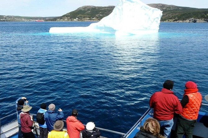 Newfoundland Puffin and Whale Watch Cruise - Why Witless Bay feels like the main event