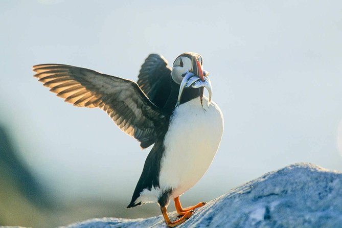 Newfoundland Puffin and Whale Watch Cruise - Whale watching with honest expectations