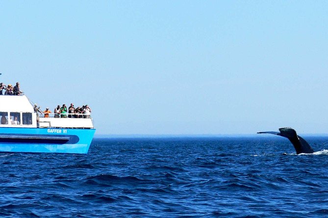Newfoundland Puffin and Whale Watch Cruise - On board vibe: songs, stories, and questions you can actually ask