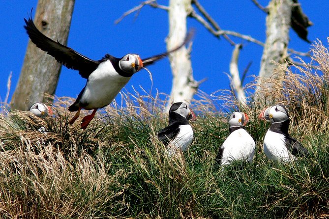 Newfoundland Puffin and Whale Watch Cruise - Boat size and crowd reality: what “up to 100” means for your view