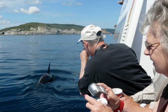 Newfoundland Puffin and Whale Watch Cruise - Boarding at Bay Bulls: what the first 30 minutes are really about