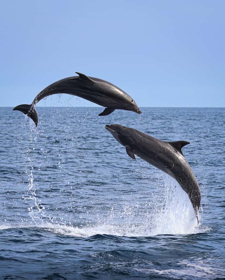 Newport Beach: 2-Hour Whale Watching Tour - Key things to know before you go