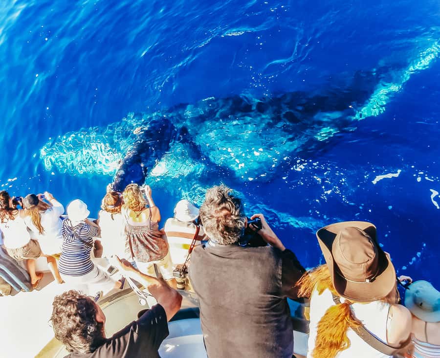 Newport Beach: 2-Hour Whale Watching Tour - Getting to 400 Main St (Balboa Pier) the easy way
