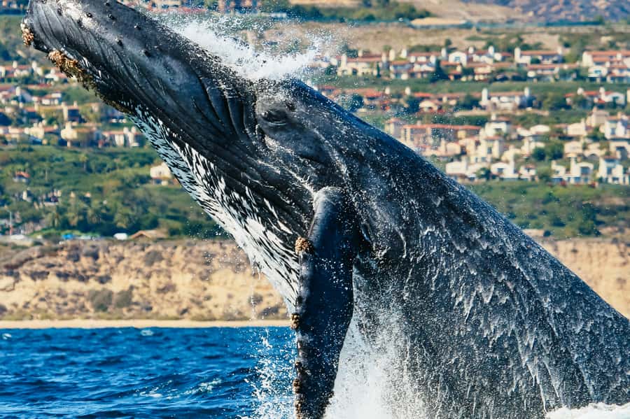 Newport Beach: 2-Hour Whale Watching Tour - Which whales you might see: the seasonal cheat sheet