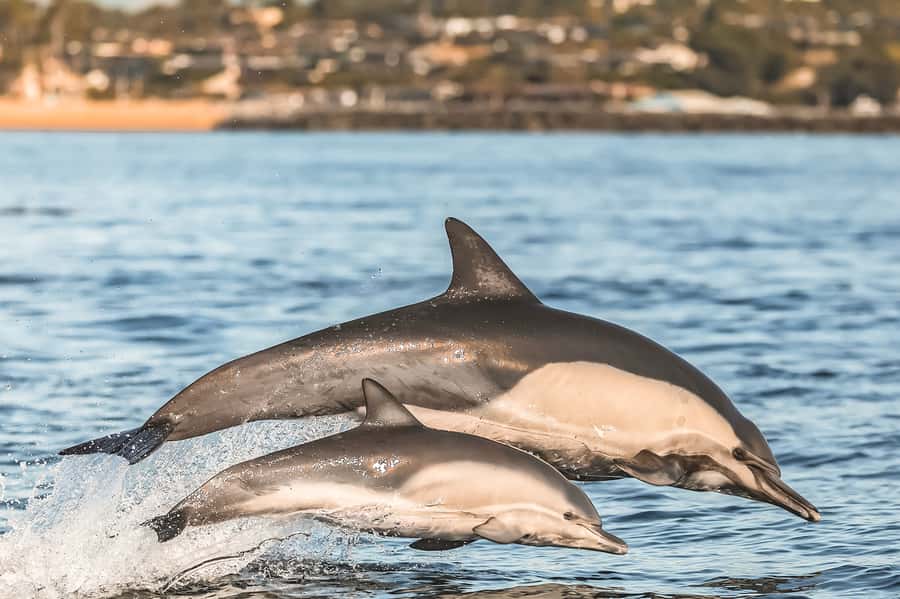 Newport Beach: 2-Hour Whale Watching Tour - When whales don’t show up, dolphins still win