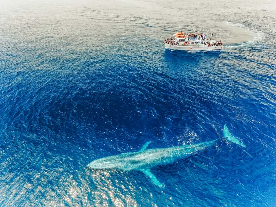 Newport Beach: 2-Hour Whale Watching Tour - Guides, captains, and what you’ll learn while you look