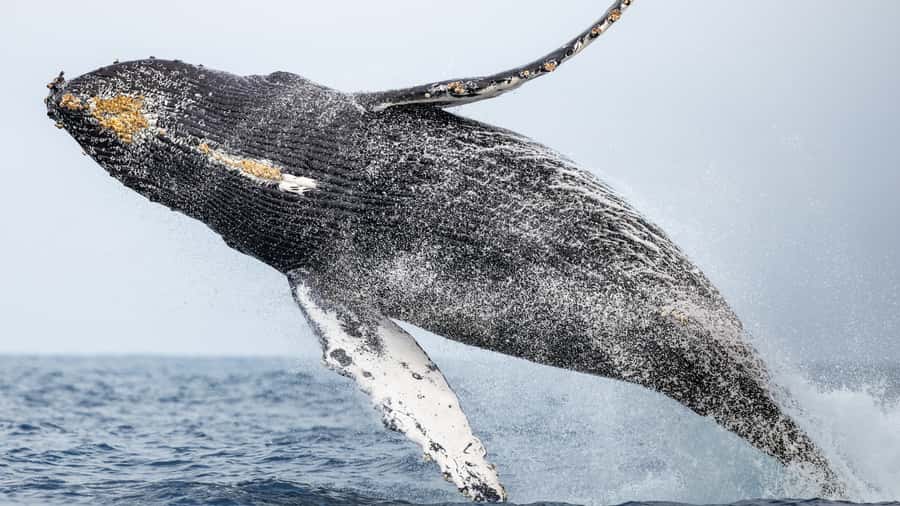 Newport Beach: 2-Hour Whale Watching Tour - What to bring (and what to skip) for a smooth ride