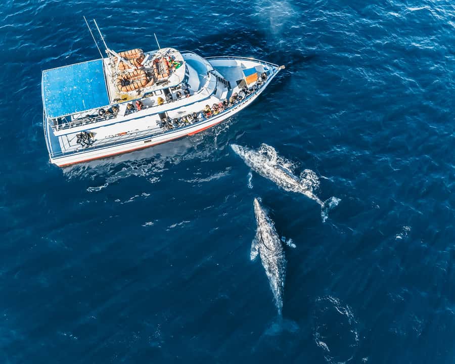 Newport Beach: 2-Hour Whale Watching Tour - Should you book this Newport Beach whale watching tour?