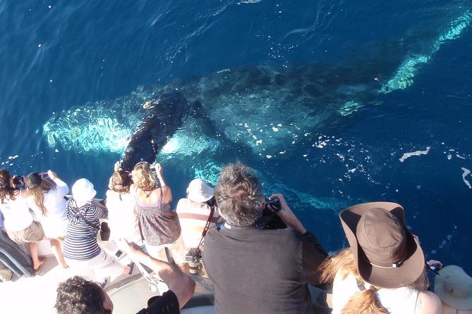 Newport Beach Whale and Dolphin Watching Cruise - The boat setup: two decks, plus a warmer option when weather turns