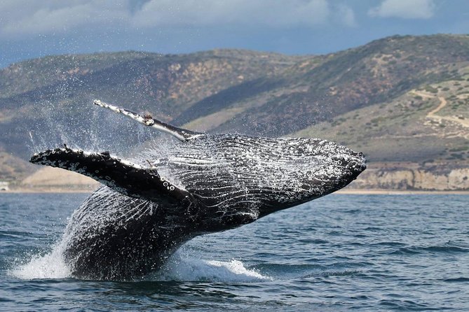 Newport Beach Whale and Dolphin Watching Cruise - What you’re searching for: whales first, but dolphins can steal the show