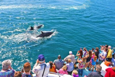 Newport Beach Whale and Dolphin Watching Cruise - How the timing works on the water (and why Stop 1 and Stop 2 are both Newport)