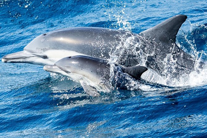 Newport Beach Whale and Dolphin Watching Cruise - Crew skills matter: Captain Hunter, Alan, and the onboard info role