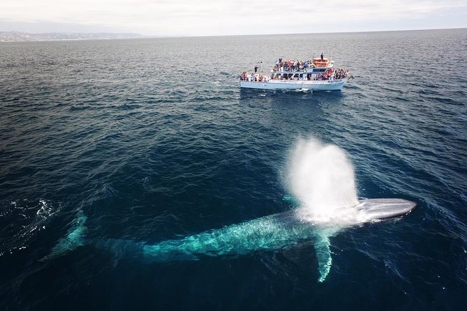 Newport Beach Whale and Dolphin Watching Cruise - Weather reality: all-weather operations, but you still need to dress for it