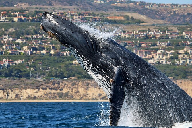 Newport Beach Whale and Dolphin Watching Cruise - Group size and how crowded it feels in real life