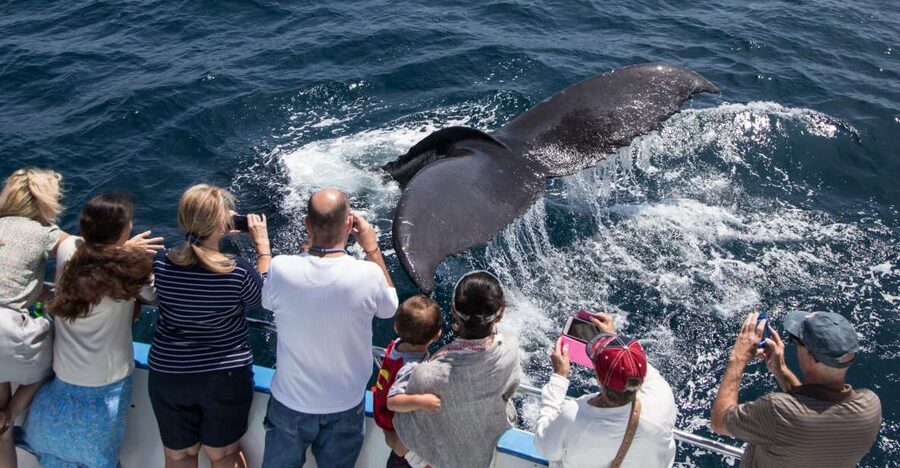 Newport Beach: Year-Round Whale Watching Cruise - Key Highlights