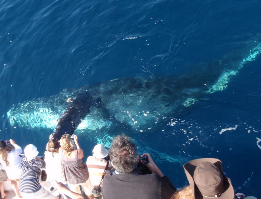 Newport Beach: Year-Round Whale Watching Cruise - Why Newport Harbor Makes Sighting Feel More Relaxed