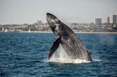 Newport Beach: Year-Round Whale Watching Cruise - The 65-Foot, Two-Deck Boat That Actually Helps You Watch