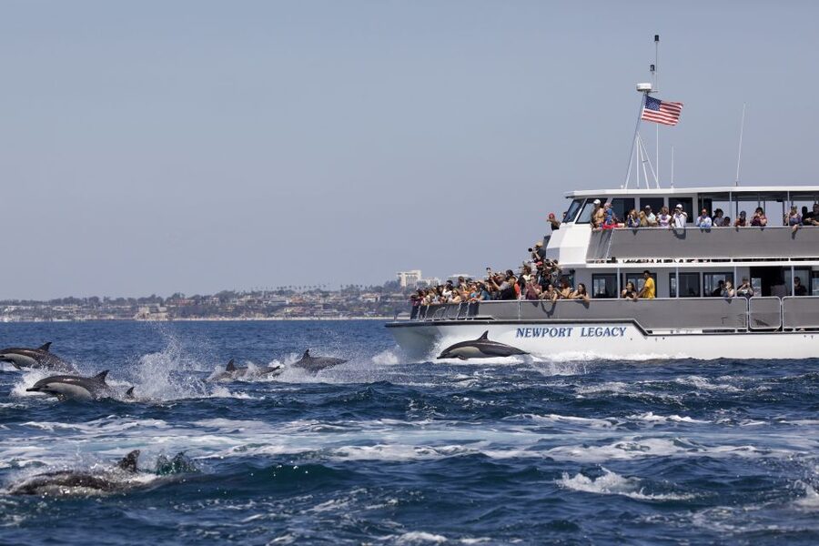 Newport Beach: Year-Round Whale Watching Cruise - Price and Value: $30 for 150 Minutes on a Real Whale-Watching Vessel