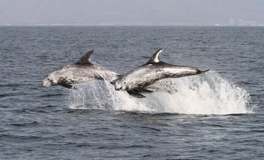 Newport Beach: Year-Round Whale Watching Cruise - Who Should Book This Cruise (and Who Might Prefer Something Else)