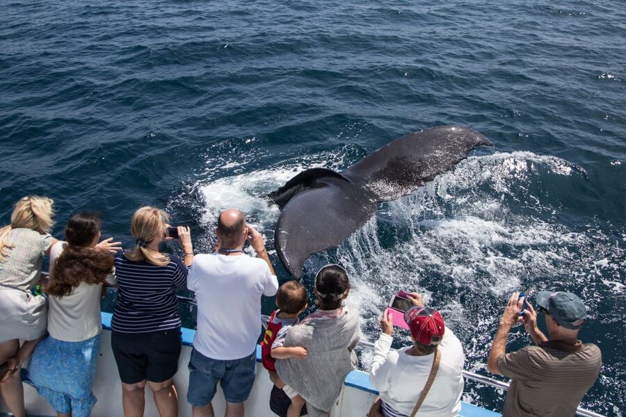 Newport Beach: Year-Round Whale Watching Cruise - Should You Book This Newport Beach Whale Watching Cruise?