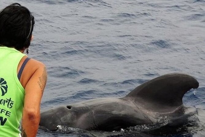 No chase Whale & Dolphin tour putting Marine Life first - we care - Key Things I’d Book This For