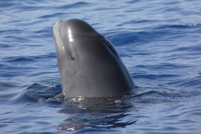 No chase Whale & Dolphin tour putting Marine Life first - we care - Why This No-Chase Tenerife Whale Watch Feels Different