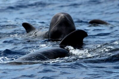 No chase Whale & Dolphin tour putting Marine Life first - we care - Getting Comfortable Aboard the Bahriyeli Gulet