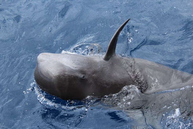 No chase Whale & Dolphin tour putting Marine Life first - we care - Crew, Commentary, and How to Hear the Sea Life Story