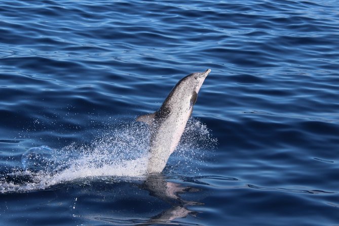No chase Whale & Dolphin tour putting Marine Life first - we care - Photo Expectations: What You Can and Can’t Control
