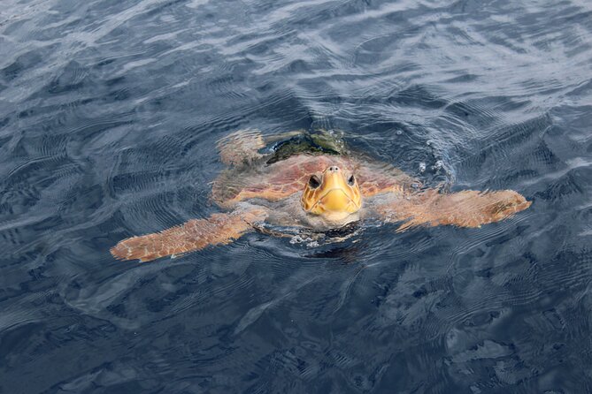No chase Whale & Dolphin tour putting Marine Life first - we care - Price and Value: Is $30 a Smart Deal for Tenerife?