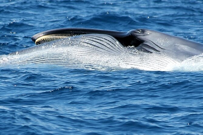 No chase Whale & Dolphin tour putting Marine Life first - we care - What to Pack and How to Time Your Day