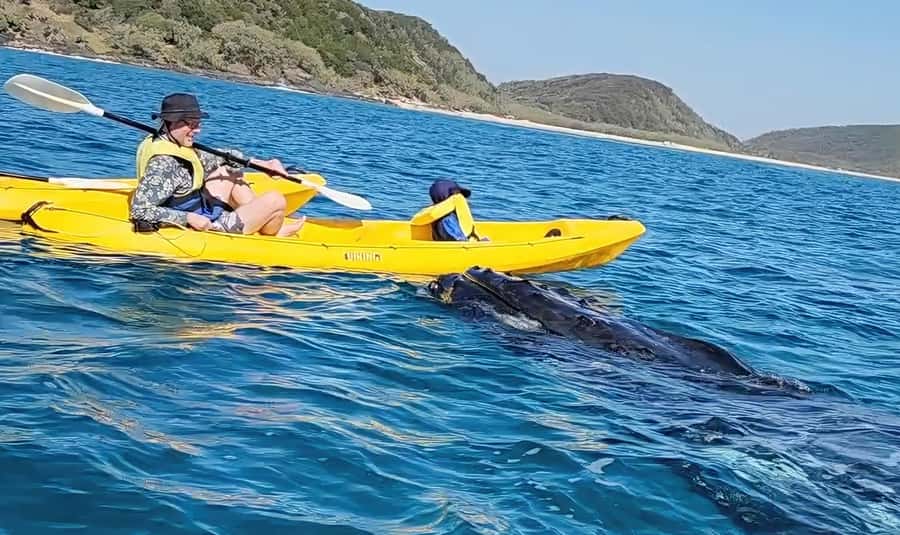 Noosa: Epic Whale Watching Ocean Kayak Tour & Beach 4X4 - Key things to know before you go
