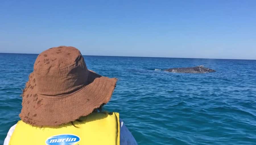 Noosa: Epic Whale Watching Ocean Kayak Tour & Beach 4X4 - Why Double Island Point is the whale-watching sweet spot