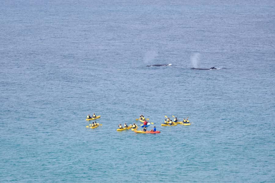 Noosa: Epic Whale Watching Ocean Kayak Tour & Beach 4X4 - Double Island Point free time: where the day resets