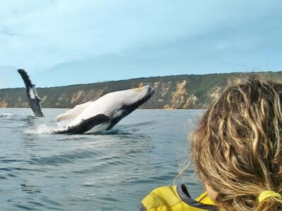 Noosa: Epic Whale Watching Ocean Kayak Tour & Beach 4X4 - 4WD beach drive through Great Sandy National Park